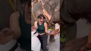 🐘ELEPHANT ATTACK ON GIRL😮👈#short #viral #attack