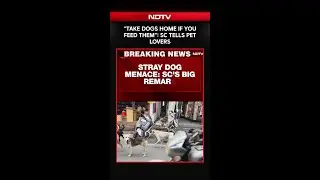 SC On Stray Dogs | &ldquo;Take Dogs Home If You Feed Them&rdquo;: Supreme Court Tells Pet Lovers