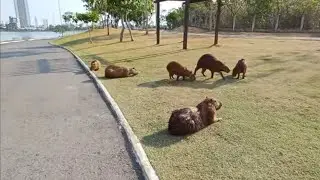 PARQUE DAS &Aacute;GUAS E SUAS LINDAS CAPIVARAS