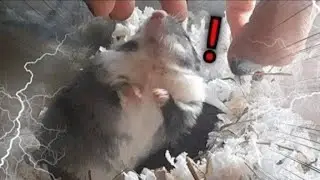What have I done to my black gerbil? ⚠️
