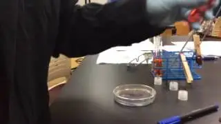 Setting up fermentation tubes