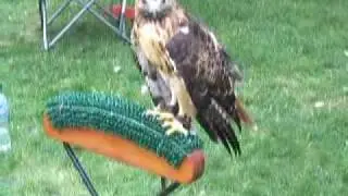 Falcon at Newwestfest in Fort Collins Colorado