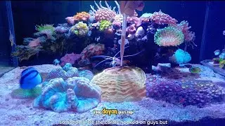 TERNYATA GINI JadinyaI‼️Memberi Makan Coral dengan 