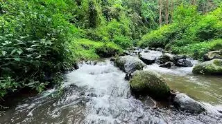 Let quiet river sounds wash over you in a misty woodland creek to help you sleep more peacefully