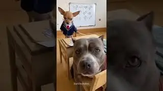 Tiny teacher, big student 😂 Funniest Dog Moments For Today #dog #shortsviral #funnydogs #pets