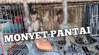 Nyari monyet pantai di pasar burung palembang