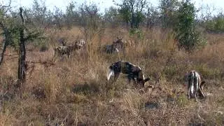Licaoni VS iene safari al Kruger