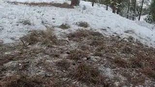 Turkeys, the Bug Bird.