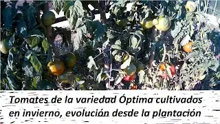 Cultivo del tomate de invierno como cultivar tomates de la variedad &Oacute;ptima