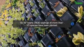 Vertical garden in Bangalore on Flyover pillar