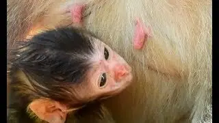 Today is day 2 of newborn baby JILLA | she can't see mom nipple for get milk | she still blind