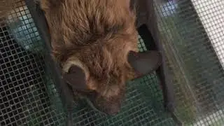 why the little brown bat is our FRIEND  myotis lucifigus