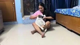 Happy enjoying his favourite fruits 🍎and vegetable 🥕#pug #dog #video 