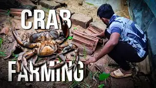 खेकडोको छिपने केलीये बनाइ जगह और खिलाया बहोत सारा खान | Build Hiding Spot And Feeding For Crabs