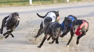 Opens & Trials - Training Greyhound’s Ep.20