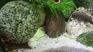 Tropical fish breeding - Yoshania Pachychilus - panda loach
