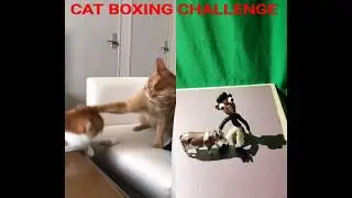 CAT BOXING CHALLENGE