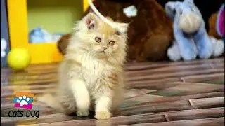 Persian Semi Punch Kitten | cat playing video | funny cat video | Cats dug