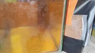 HOW TO WATER CHANGE BETTA FISH VERSION
