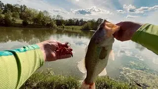 BACKWOODS OUTDOORS - Pond hopping in search of spawning bass!!! (NASTY TOP WATER BITES)