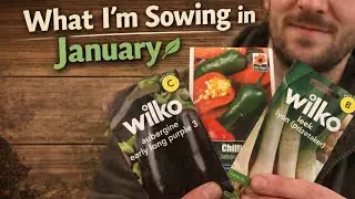 January Gardening 🌱: What to Sow Now in the UK