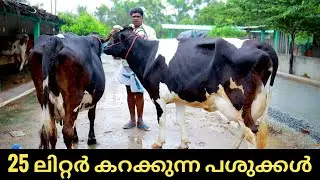 25 ലിറ്റർ പാൽ തരുന്ന പശുക്കളെ വാങ്ങാം | best cow for sale #cow #cattlefarm