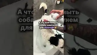 Такой же шампунь, только для собак на вб: 164158698 #уходзасобакой #питомец #животные