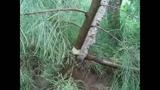 How to Grow Casuarina  from Air layering | Australian pine (Hindi )  Part -1