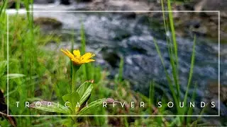 Pure Tropical River Ambience for Relaxation, Focused Work, Study & Restful Sleep