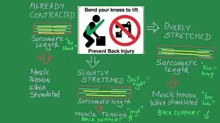 Muscle Mechanics