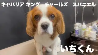 キャバリアキングチャールズスパニエル　いちくん【Cavalier king charles spaniel】