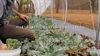 Winter Harvesting in the Market Garden 🥬 Farm Films