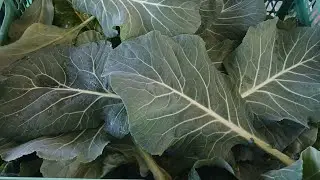 The Good. The Bad. The Ugly of Gardening. Pinch of a harvest, #collardgreens #zone9a 