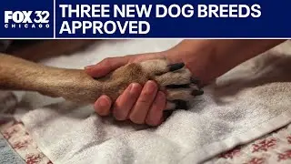 Three new dog breeds just got the AKC seal of approval | ChicagoLIVE