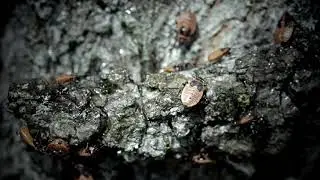 Kowal bezskrzydły - Tramwajarz - Pyrrhocoris apterus Magic Vegas19 Test Pro Res -4K
