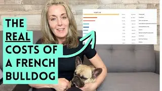 French Bulldog Routine Expenses Revealed: Budgeting Tips for Owning a Frenchie