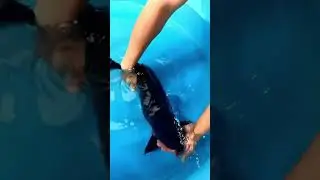Black koi fish like ink