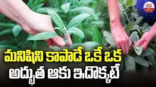 Sage Leaves Benefits : మనిషిని కాపాడే ఒకే ఒక అద్భుత ఆకు ఇదొక్కటే | ABN Digital Exclusives