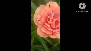 portulaca or pathumani sale video with 4 plants cuttings free# 9526076448 whatsup only 🥰🌹