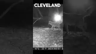 Coyote marking territory #animals #cute #wildlife