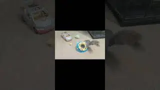 Pet Squirrel playing w/ball track toy #Short #Squirrel #Playing #Animal #CutePet #Laugh #Funny