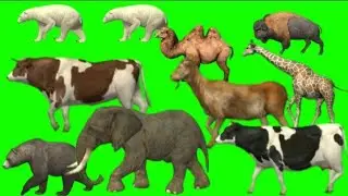 Animals running green screen // cartoon animals running green screen / elephant running green screen