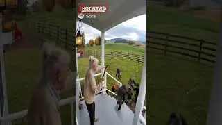 5 Chimpanzees Attempt to Rob Grandma&rsquo;s House | USA Breaking Animal News