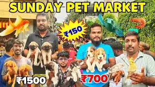 Chennai Broadway Sunday Pet Market | Latest Collection Sunday Pet Market Latest Price Update 2025