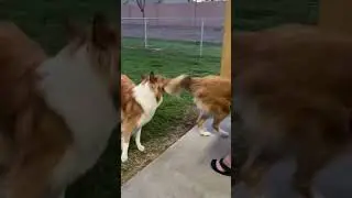 Rough collies playing at the park