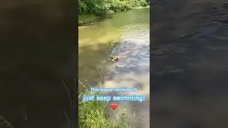 Just Keep Swimming | Cute Yellow Lab swims for ball #cutedog #justkeepswimming #labrador