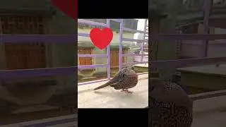 💗 Love the Dove 🕊️ || #shorts #birds #viral @samaytori