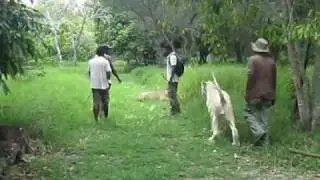 Lyonnais newlyweds walking with Lions in Mauritius!