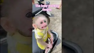 Funny Monkey Cute Reactions 🤭🐒#monkey #cute #babymonkey