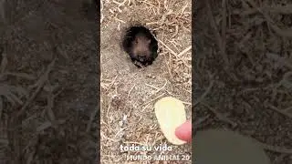 &iexcl;El ANIMAL que NADA bajo la ARENA! 🏜️🏊&zwj;♂️ #TopoMarsupial #animales #shorts